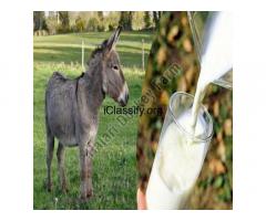 Donkey Milk Manufacturer