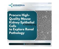 High-Quality Mouse Kidney Epithelial Cells to Explore Renal Pathology